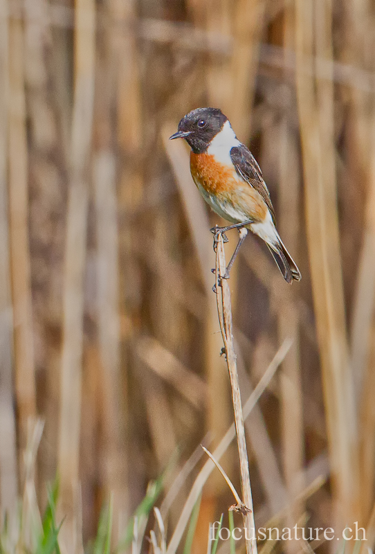 Tarier patre 3978.jpg - Tarier pâtreSaxicola rubicolaEuropean Stonechat (Genève, Suisse, mars 2012)